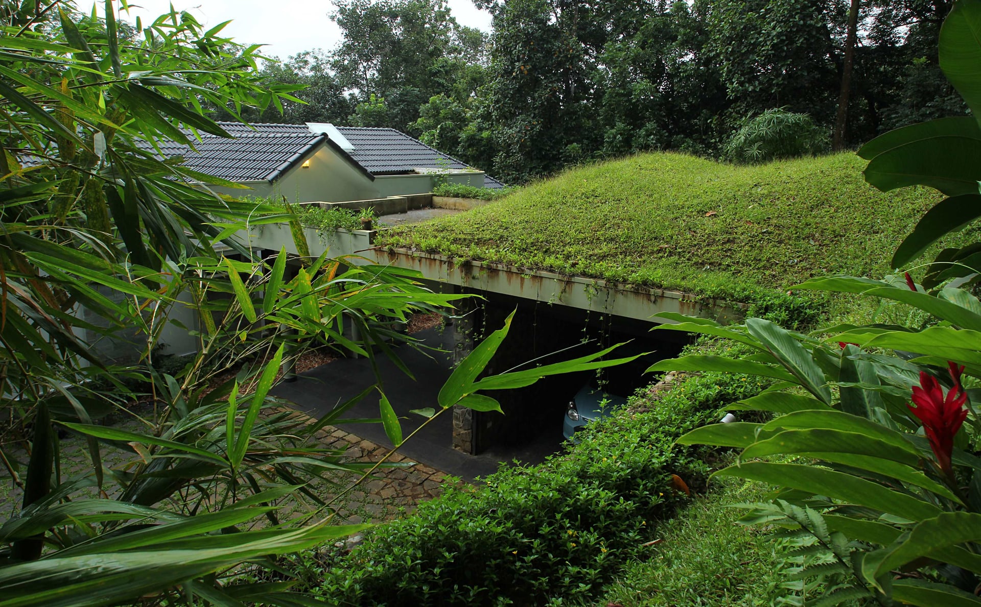 The Fern of the Hill - Image 1