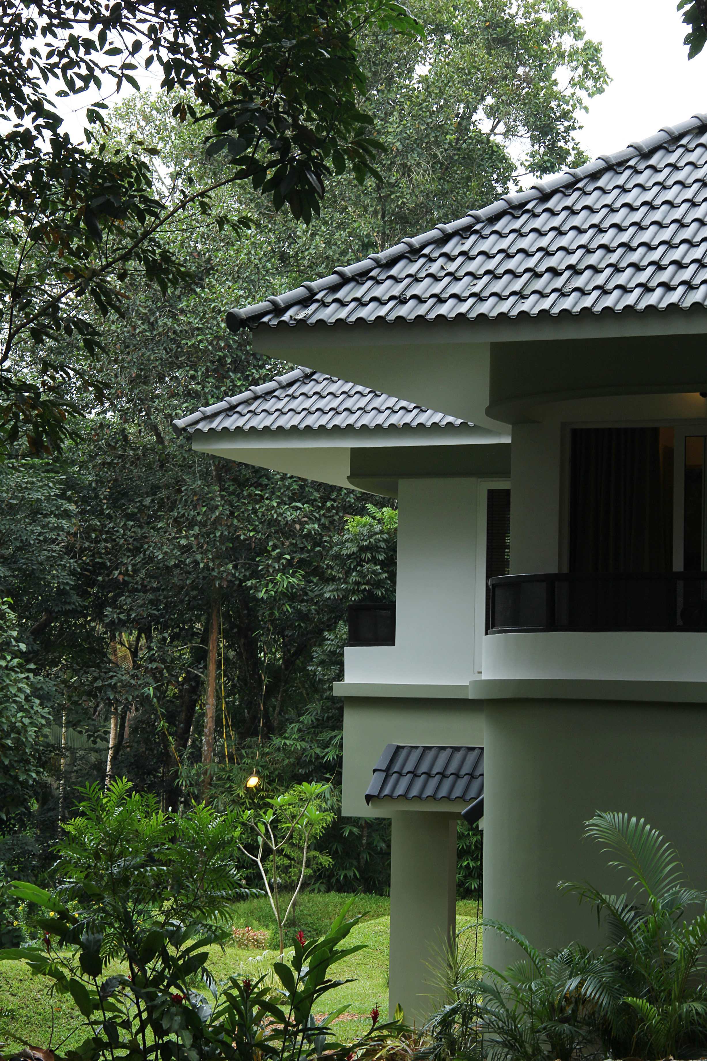 The Fern of the Hill - Image 5