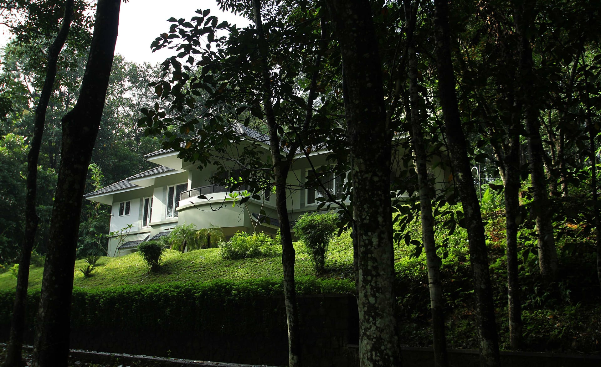 The Fern of the Hill